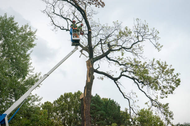 Best Root Management and Removal  in West Miami, FL