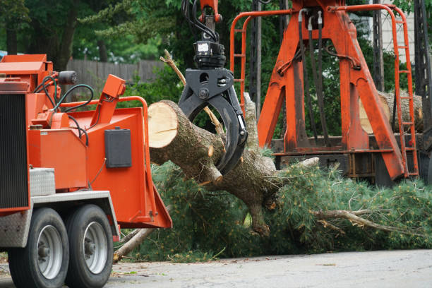 Best Firewood Processing and Delivery  in West Miami, FL
